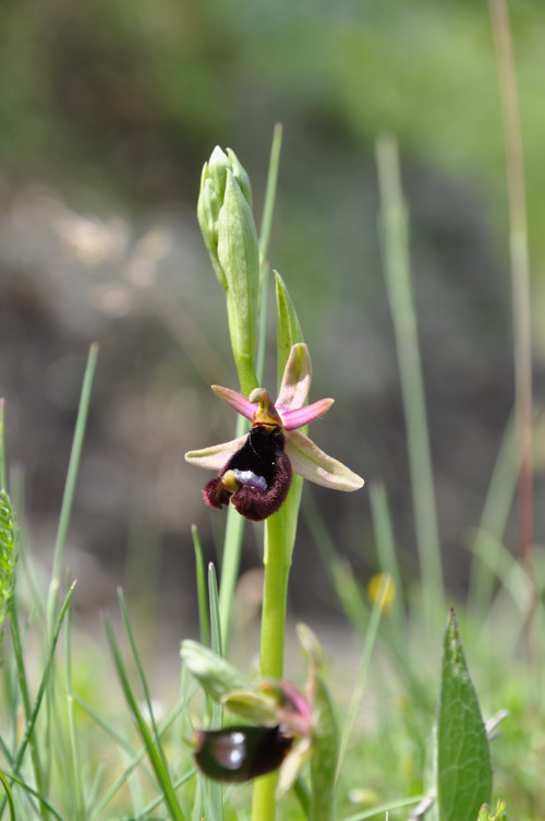 Ophrys benacensis???